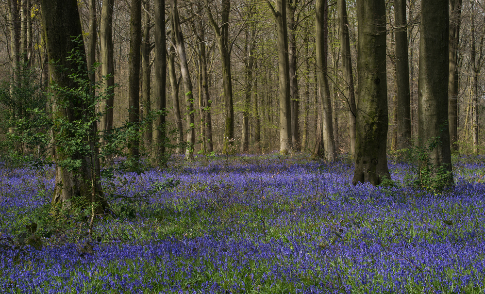 Micheldever Wood  Hampshire Bluebell Wood 8